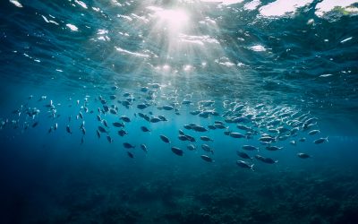 Oceani: il valore di una risorsa disponibile per il Pianeta