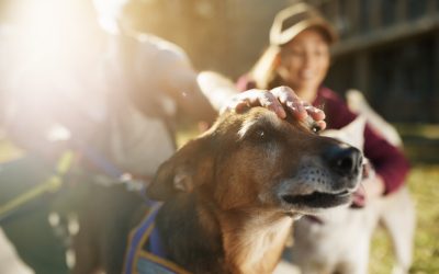 Adottare un animale a distanza? Un ottimo regalo per i nostri nipotini!